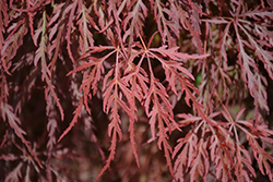 Red Select Japanese Maple (Acer palmatum 'Red Select') at Stonegate Gardens
