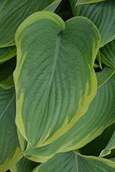 Victory Hosta (Hosta 'Victory') at The Mustard Seed