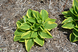 Golden Sculpture Hosta (Hosta 'Golden Sculpture') at Lakeshore Garden Centres