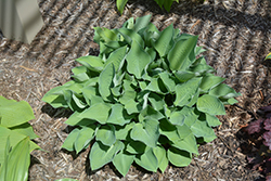 Punky Hosta (Hosta 'Punky') at Lakeshore Garden Centres