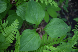 Toadshade (Trillium sessile) at Stonegate Gardens