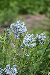 Narrow-Leaf Blue Star (Amsonia hubrichtii) at Lakeshore Garden Centres