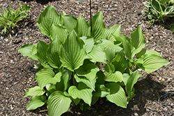 Sweet Winifred Hosta (Hosta 'Sweet Winifred') at Lakeshore Garden Centres