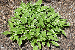 Striker Hosta (Hosta 'Striker') at Lakeshore Garden Centres