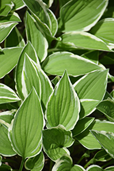 Striker Hosta (Hosta 'Striker') at Lakeshore Garden Centres