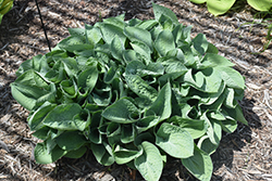Moongate Flying Saucer Hosta (Hosta 'Moongate Flying Saucer') at Lakeshore Garden Centres
