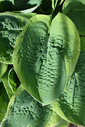 Frances Williams Hosta (Hosta 'Frances Williams') at The Mustard Seed