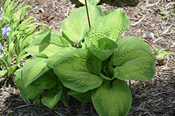 Cadillac Hosta (Hosta 'Cadillac') at Lakeshore Garden Centres