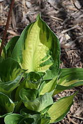 Whirlwind Hosta (Hosta 'Whirlwind') at Lakeshore Garden Centres