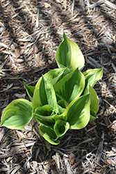 Whirling Dervish Hosta (Hosta 'Whirling Dervish') at Lakeshore Garden Centres