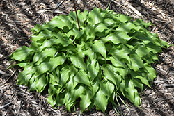 Raspberry Sorbet Hosta (Hosta 'Raspberry Sorbet') at Lakeshore Garden Centres