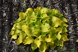 Crumb Cake Hosta (Hosta 'Crumb Cake') at Lakeshore Garden Centres