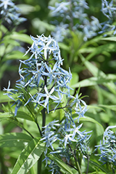 Narrow-Leaf Blue Star (Amsonia hubrichtii) at Lakeshore Garden Centres