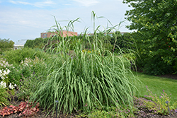 Ravenna Grass (Saccharum ravennae) at Stonegate Gardens