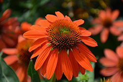 Sombrero Adobe Orange Coneflower (Echinacea 'Balsomador') at Lakeshore Garden Centres