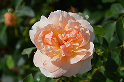 Sutter's Gold Rose (Rosa 'Sutter's Gold') at A Very Successful Garden Center