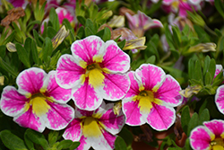 Superbells Holy Cow! Calibrachoa (Calibrachoa 'BBCAL85303') at Lakeshore Garden Centres