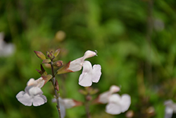 Elmira Sage (Salvia microphylla 'Elmira') at Stonegate Gardens
