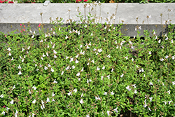 Elmira Sage (Salvia microphylla 'Elmira') at Stonegate Gardens