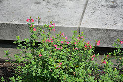 Berkeley Barb Sage (Salvia microphylla 'Berkeley Barb') at Stonegate Gardens
