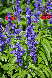 Sallyfun Blue Salvia (Salvia farinacea 'Sallyfun Blue') at Stonegate Gardens