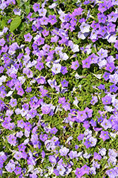 Supertunia Blue Skies Petunia (Petunia 'KL1117mut1') at Stonegate Gardens