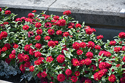 Profusion Double Hot Cherry Zinnia (Zinnia 'Profusion Double Hot Cherry') at Lakeshore Garden Centres