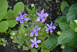 Fizz N Pop Glowing Violet Blue Stars (Isotoma axillaris 'Tmlu 1301') at Stonegate Gardens