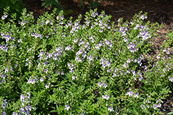 Angelface Wedgewood Blue Angelonia (Angelonia angustifolia 'Angelface Wedgewood Blue') at Stonegate Gardens