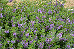 Angelface Steel Blue Angelonia (Angelonia angustifolia 'ANSTEEL') at Lakeshore Garden Centres