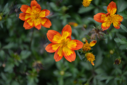 Bidy Boom Wildfire Bidens (Bidens 'Bidy Boom Wildfire') at Stonegate Gardens