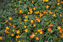 Bidy Boom Wildfire Bidens (Bidens 'Bidy Boom Wildfire') at Stonegate Gardens