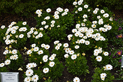 Akila Daisy White African Daisy (Osteospermum ecklonis 'Akila Daisy White') at Stonegate Gardens