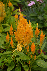 Fresh Look Yellow Celosia (Celosia 'Fresh Look Yellow') at Stonegate Gardens