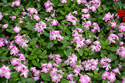 Mega Bloom Pink Halo Vinca (Catharanthus roseus 'Mega Bloom Pink Halo') at Stonegate Gardens