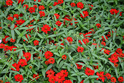 Profusion Red Zinnia (Zinnia 'Profusion Red') at Lakeshore Garden Centres
