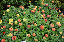 Queeny Lime Orange Zinnia (Zinnia 'Queeny Lime Orange') at Stonegate Gardens