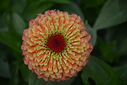 Queeny Lime Orange Zinnia (Zinnia 'Queeny Lime Orange') at Stonegate Gardens