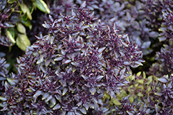 Purple Ball Basil (Ocimum basilicum 'Purple Ball') at Stonegate Gardens
