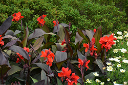 Cannova Bronze Scarlet Canna (Canna 'Cannova Bronze Scarlet') at Lakeshore Garden Centres