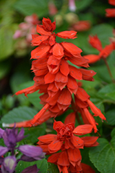 Vista Red Sage (Salvia splendens 'PAS3285') at Stonegate Gardens