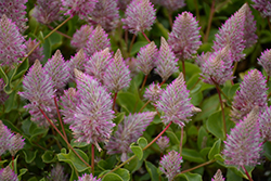 Joey Mulla Mulla (Ptilotus exaltatus 'Joey') at Lakeshore Garden Centres