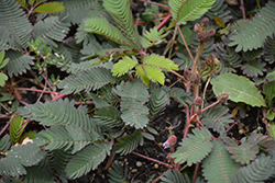 Sensitive Plant (Mimosa pudica) at Stonegate Gardens