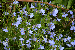 Fountain Blue Lobelia (Lobelia erinus 'Fountain Blue') at Stonegate Gardens