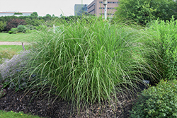 Sarabande Maiden Grass (Miscanthus sinensis 'Sarabande') at Stonegate Gardens