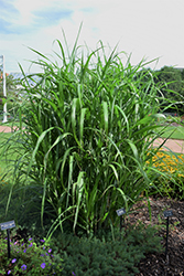Big Kahuna Maiden Grass (Miscanthus sinensis 'Big Kahuna') at A Very Successful Garden Center