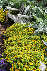 Showstar Melampodium (Melampodium paludosum 'Showstar') at Stonegate Gardens