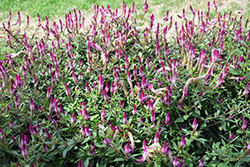 Asian Garden Celosia (Celosia 'Asian Garden') at Stonegate Gardens