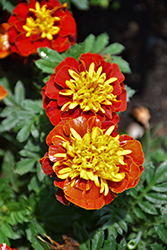 Super Hero Spry Marigold (Tagetes patula 'Super Hero Spry') at Stonegate Gardens