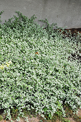 Silver Licorice Plant (Helichrysum petiolare 'Silver') at Stonegate Gardens